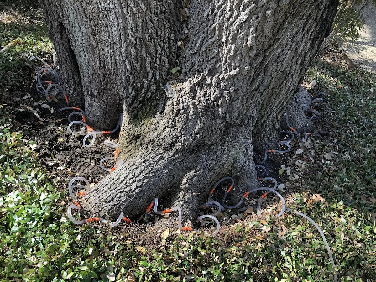 Detailed Tree Cabling and Bracing job site in Palmer
